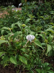 Ajugoideae
