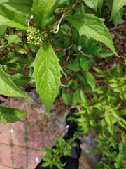 Ajugoideae