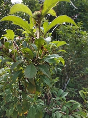 Ajugoideae