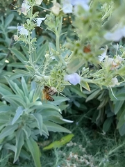 Apis mellifera