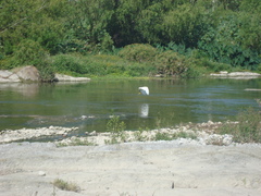 Egretta thula