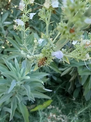 Apis mellifera
