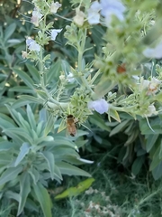 Apis mellifera