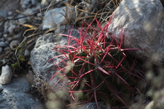 Ferocactus pilosus