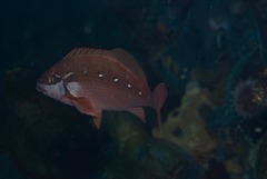 Chirodactylus brachydactylus