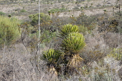 Yucca carnerosana
