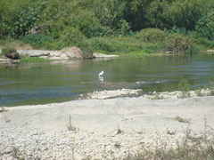 Egretta thula
