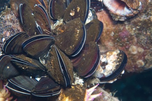 Choromytilus meridionalis (Krauss, 1848)