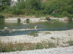 Egretta thula