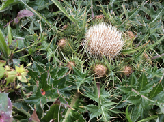 Cirsium quercetorum