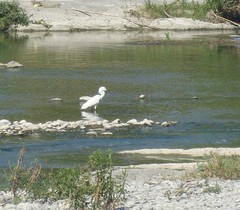 Egretta thula