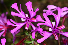 Clarkia concinna