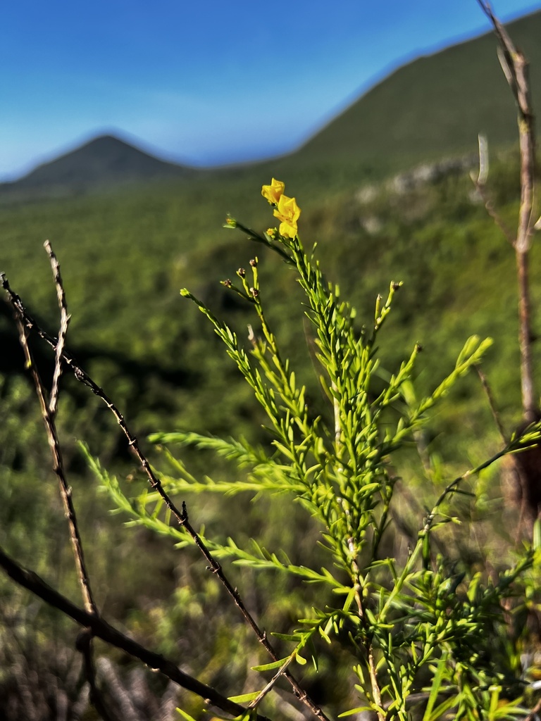 Linum cratericola