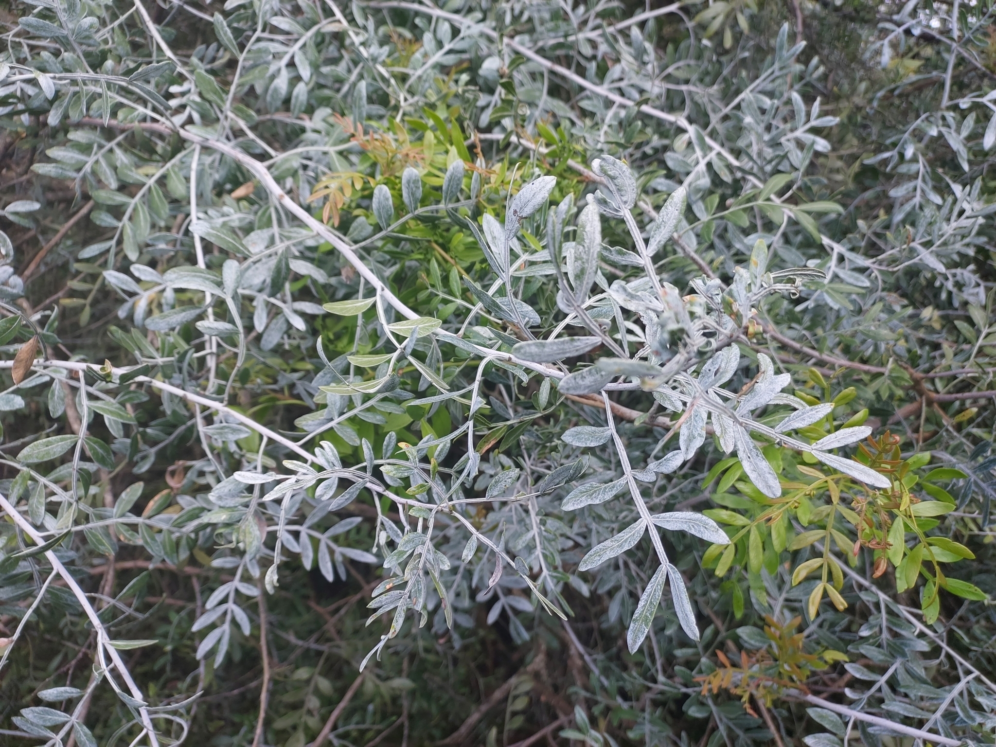 Schinus lentiscifolia