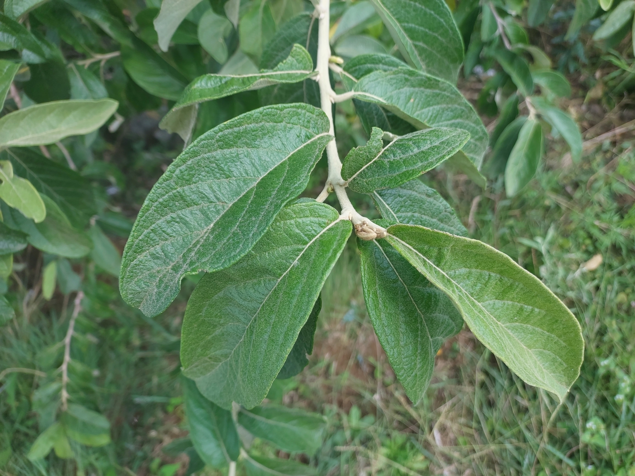 Moquiniastrum polymorphum