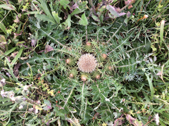 Cirsium quercetorum