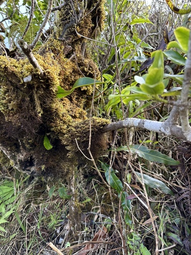 Elaphoglossum crassifolium observed 2024-03-22