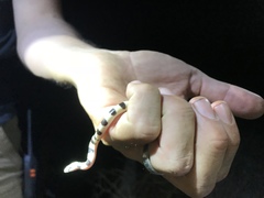 Sonora annulata