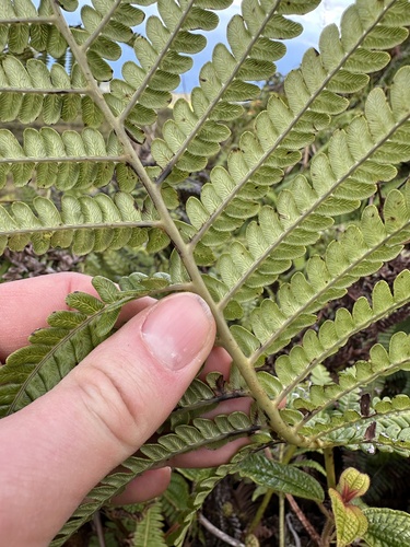 Sadleria pallida observed 2024-03-22