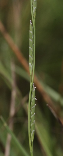 Glyceria leptostachya, 2024-03-28