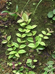 Hydrangea viburnoides