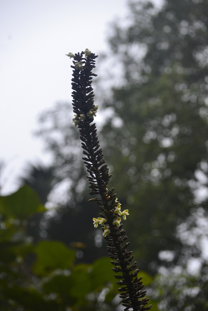 Alpinia monopleura (Alpinia monopleura)