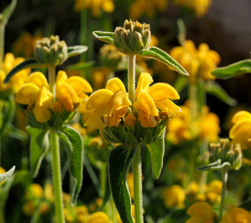 Judean Lampwick (Phlomis platystegia)