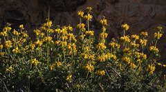 Phlomis platystegia