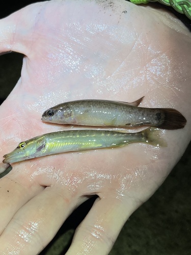 Eastern Mudminnow, Georgia, US, photo 6 of 10