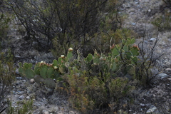 Opuntia microdasys