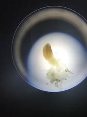 Leptosynapta clarki