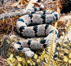 Crotalus lepidus klauberi