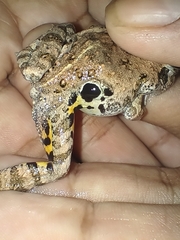 Rufous Four-Eyed Frog photo 4