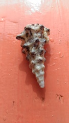 Cerithium nodulosum