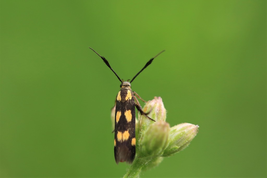 Flower Moths