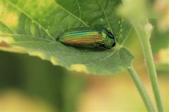 Acmaeodera viridaenea