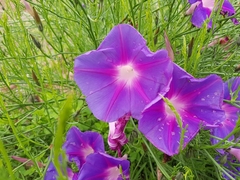 Ipomoea sescossiana