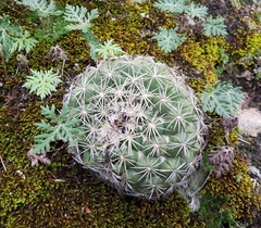 Coryphantha compacta