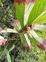 Columnea medicinalis