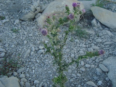 Cirsium