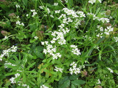 Valerianella umbilicata
