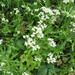 Valerianella umbilicata - Photo (c) Chris Hoess, μερικά δικαιώματα διατηρούνται (CC BY-SA)