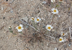 Layia glandulosa