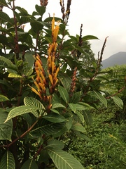 Sanchezia parvibracteata