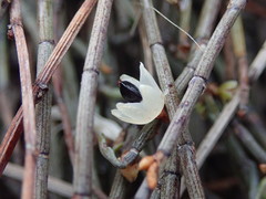 Muehlenbeckia ephedroides