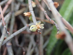 Muehlenbeckia ephedroides