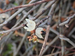 Muehlenbeckia ephedroides