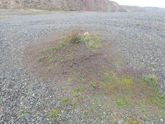 Muehlenbeckia ephedroides