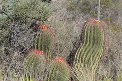 Ferocactus pilosus