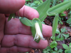 Uvularia perfoliata